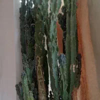 کاکتوس صخره ای