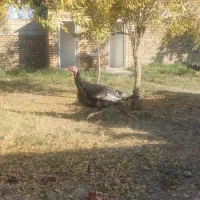 بوغلمون|حیوانات مزرعه|گنبد کاووس, |دیوار