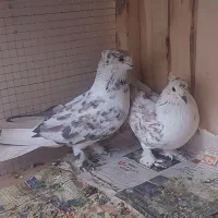 بوربوری دم سفید وشازده زرد کاکلی چکمه ای|پرنده|قم, کاسه گران|دیوار