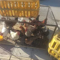 مرغ محلی مرغ کر(وار )خروس