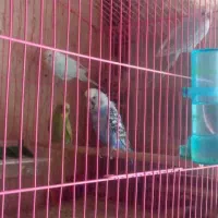 مرغ عشق با تخم|پرنده|شیراز, احمدآباد|دیوار