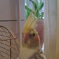 عروس هلندی گمشده