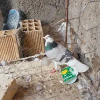 کفتر|پرنده|حبیب آباد, |دیوار