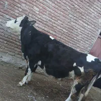 فروشی|حیوانات مزرعه|نظر کهریزی, |دیوار