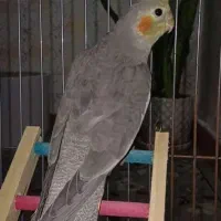 عروس هلندی