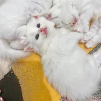 فروش گربه پرشین کلاسیک