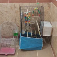 عروس هلندی با قفس