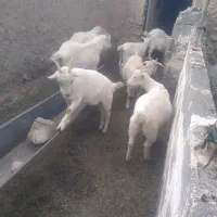 بزعاله سانن آبستن اصل|حیوانات مزرعه|مشهد, باغ فراگرد|دیوار