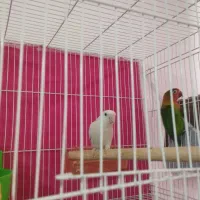 جفت کوتوله دم تخم معاوضه با عروس هلندی یا گرینچیک