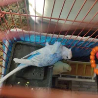 مرغ عشق جفت|پرنده|شیراز, تندگویان|دیوار