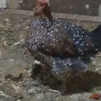 مرغ گلین اصلی|حیوانات مزرعه|اسلام‌شهر, شهرک سعیدیه|دیوار