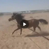 مادیان عرب ی سر