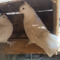 کبوتر|پرنده|بندر ماهشهر, |دیوار