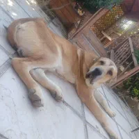 سگ سراب کانگال خالص|سگ|شاهدشهر, |دیوار