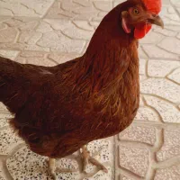 مرغ کرک|حیوانات مزرعه|شیراز, تندگویان|دیوار