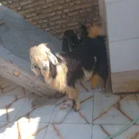 بزلر