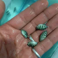 ماهی سیچلاید،پرت،پرت پلار،گورخری،بچه ماهی|ماهی|مشهد, پنجتن|دیوار