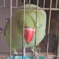 طوطی ملنگو ماده