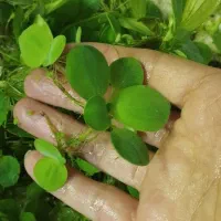 گیاه کاهو روآبی و علف گوپی پلنت آکواریوم ماهی