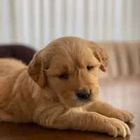 گلدنرتریور