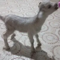 یک کاره ماده شیر خور برای فروش