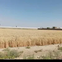 زمین-کشاورزی-آبباریک-ورامین