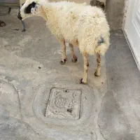 گوسفند میش بدون بره جوان