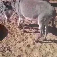 الاغ فروشی|حیوانات مزرعه|سیرجان, |دیوار