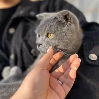 اسکاتیش بلو فولد ماده