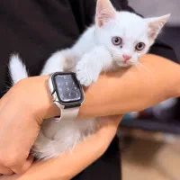 توله پرشین میکس