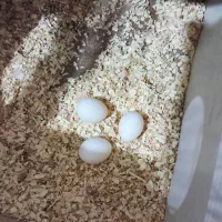 جفت عروس هلندی|پرنده|حمیدیه, |دیوار