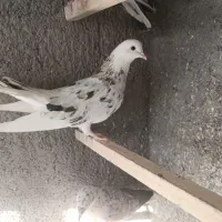 کبوتر پرشی