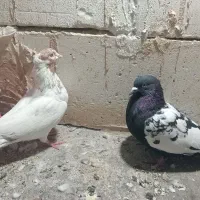 صید|اسباب‌‌بازی|مشهد, شفا|دیوار