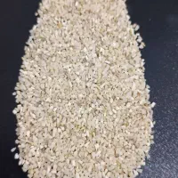 نیم دانه هاشمی