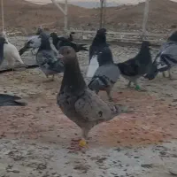 کفتر باختی