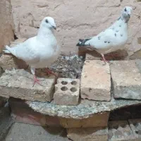 سار سرور سبز خوب