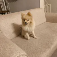 سگ پامر نر  8 ماه