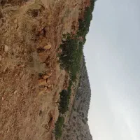 باغ انجیر ۱۰ کیلومتری نوایگان لایزنگان|فروش دفتر صنعتی، کشاورزی، تجاری|داراب, |دیوار
