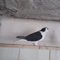 کفتر پرشی و یاهو|پرنده|قم, دورشهر|دیوار