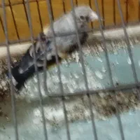 سهره بخون|پرنده|قدس, شهرقدس|دیوار