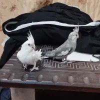 عروس پاریس 3ماه سالم سرحال