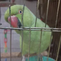 طوطی ملنگو ماده|پرنده|فردیس, فردیس|دیوار