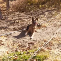 سگ ژرمن|سگ|بهار, |دیوار