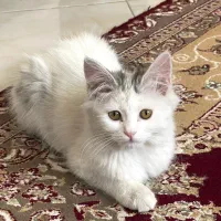 گربه ترکیش آنگورا