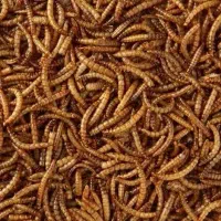 میلورم خشک و زنده