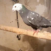 یک جفت کفتر پلاکی|پرنده|شیراز, بازار|دیوار