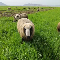 220 راس گوسفند