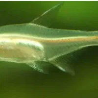 گلو لایت البینو