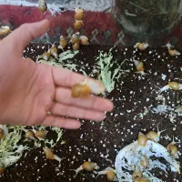 حلزون آلوبینو