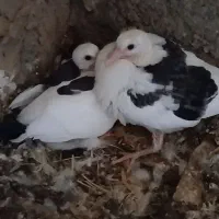 کفتر|پرنده|یونسی, |دیوار